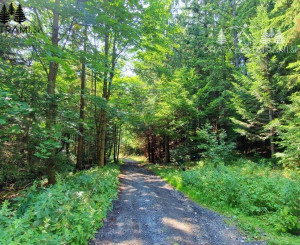 Stavebný pozemok s IS v lesnom prostredí Jarabá Nízke Tatry