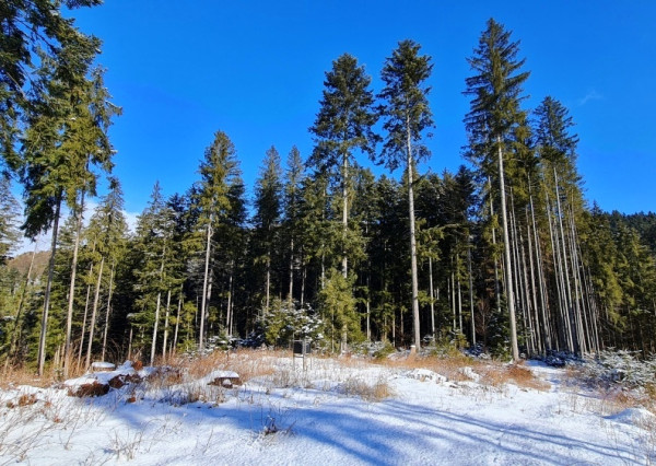 Investičná príležitosť v srdci prírody: Pozemok v Kamenistej